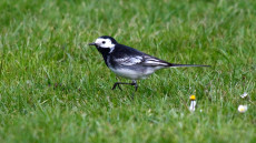 White (Pied) Wagtail