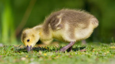 Canada gosling