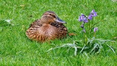 Mallard adult female