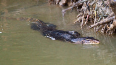 Monitor Lizard