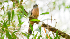Rusty-breasted Cuckoo