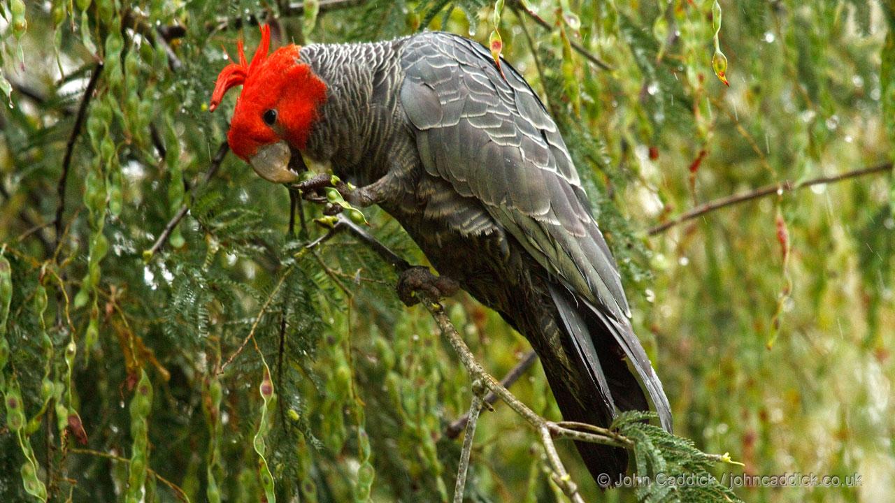 Gang-gang Cockatoo adult male