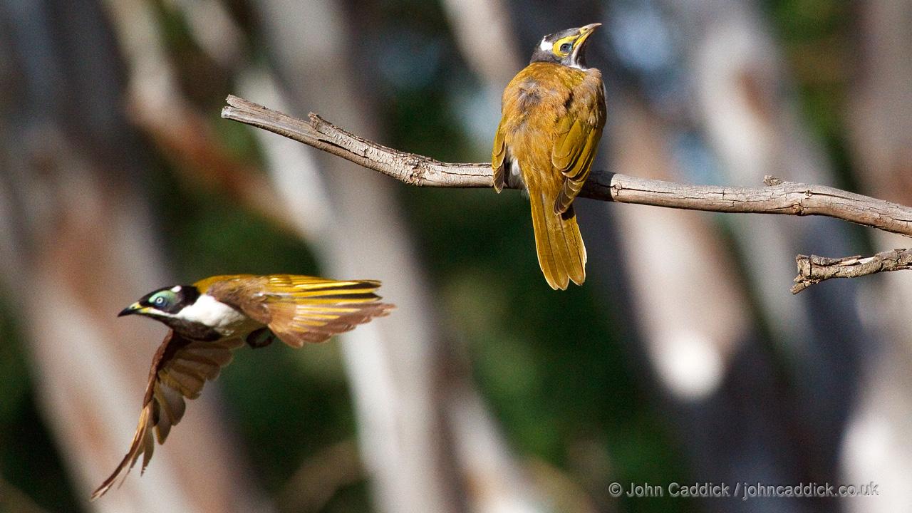 Blue-faced Honeyeater adult and juvenile