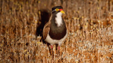 Banded Lapwing adult