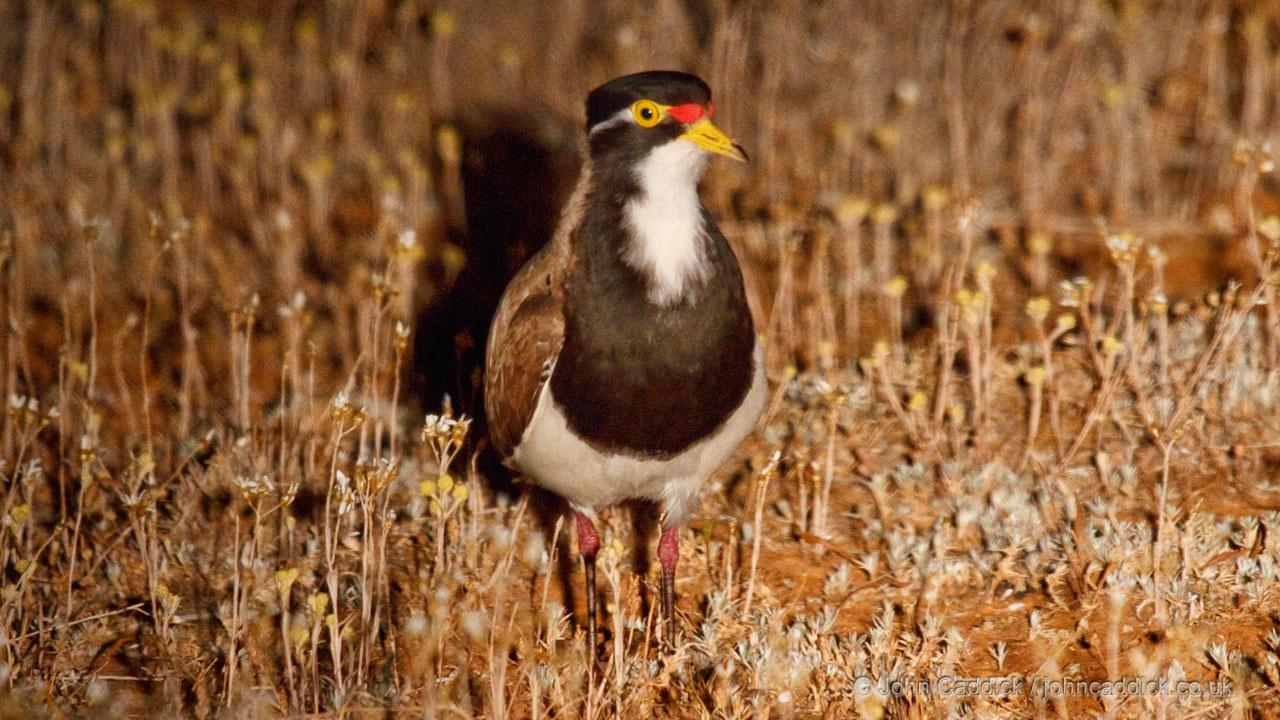 Banded Lapwing adult