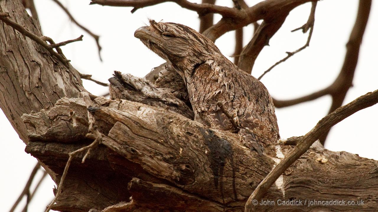Tawny Frogmouth adult and juvenile