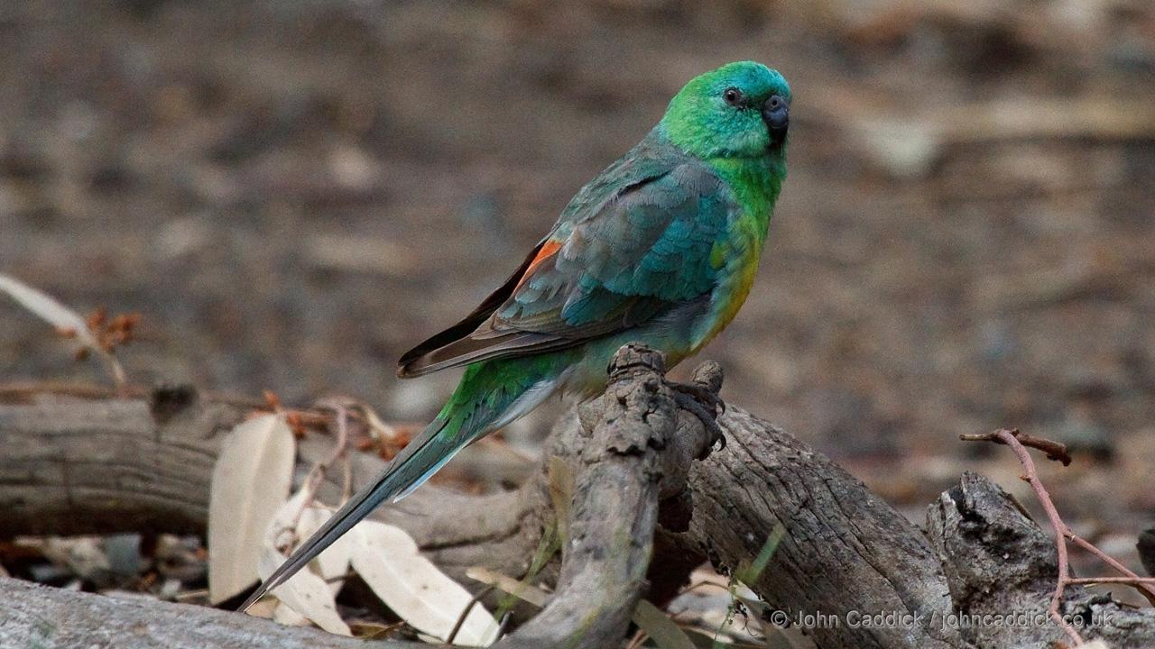 Red-rumped Parrot adult male