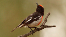 Red-capped Robin adult male