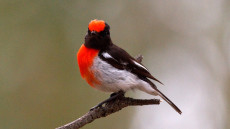 Red-capped Robin adult male
