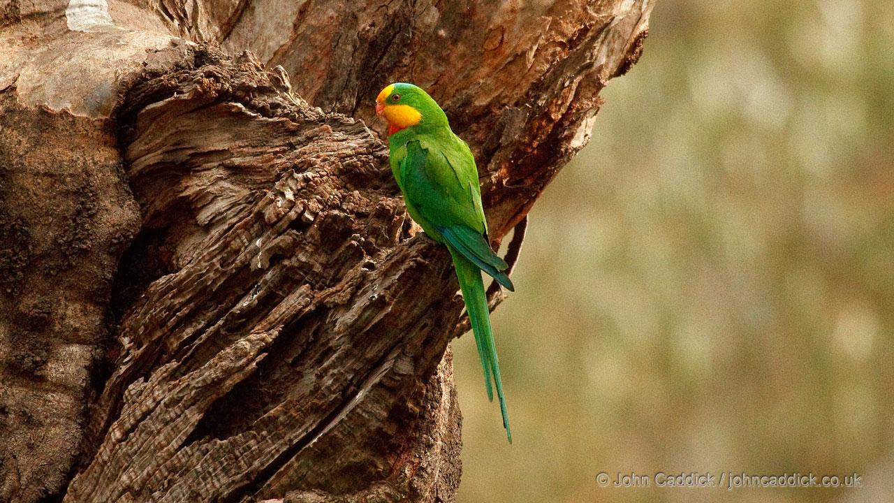 Superb Parrot adult male
