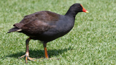 Dusky Moorhen