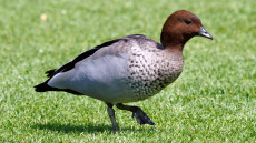 Maned Duck adult male