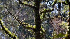 Mait’s Rest, Rainforest
