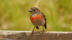 Scarlet Robin adult female
