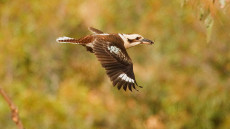 Laughing Kookaburra