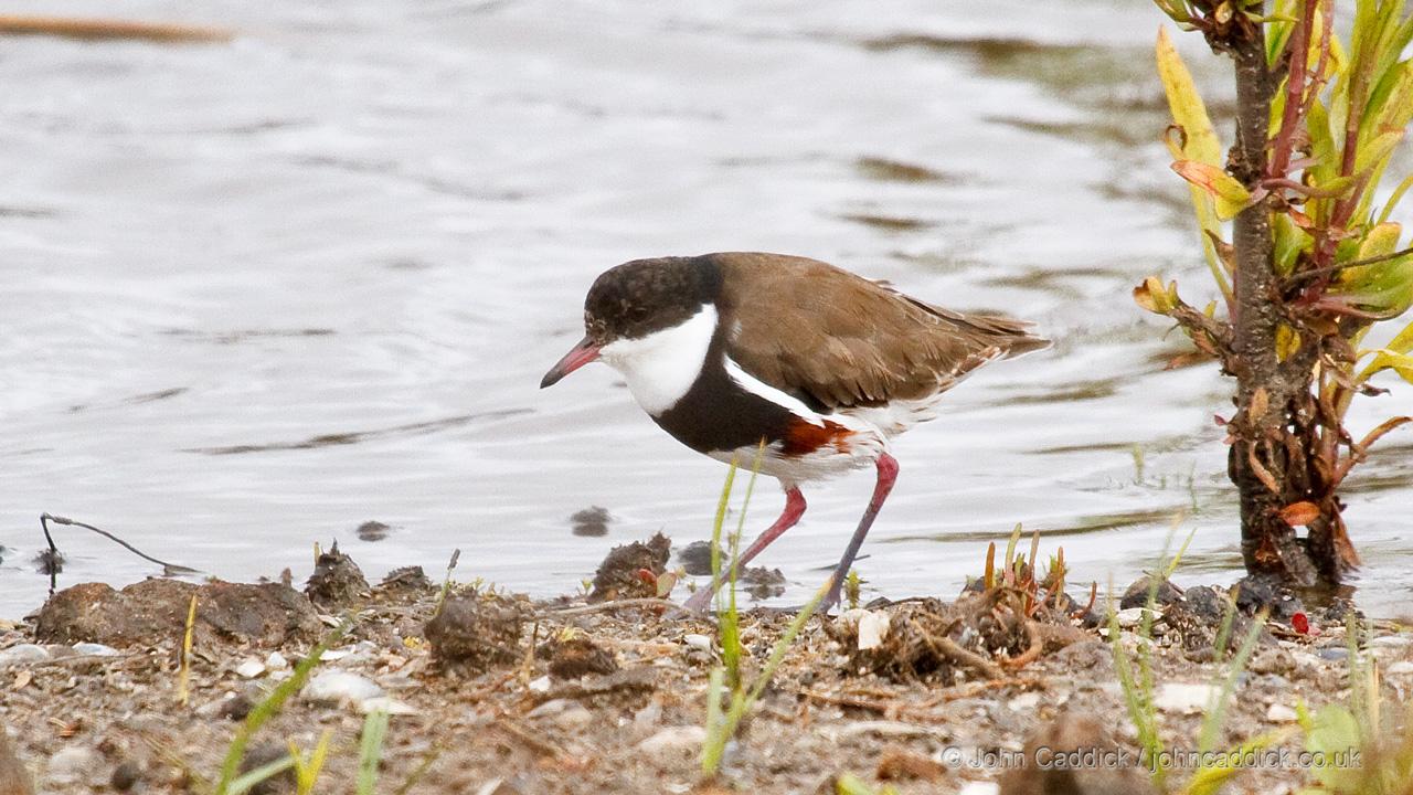 Red-kneed Dotterel adult