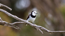 White-fronted Chat adult male