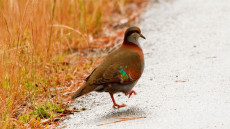 Brush Bronzewing adult male