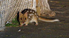 Eastern Quoll