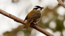 Strong-billed Honeyeater adult