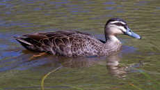 Pacific Black Duck
