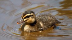 Pacific Black Duckling