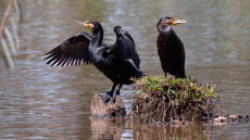 Great Cormorants