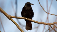 Carrion Crow