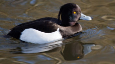 Tufted Duck adult male
