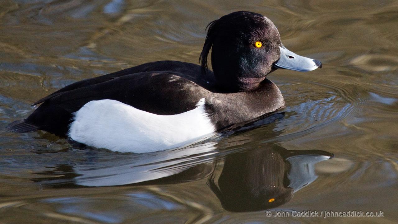Tufted Duck adult male