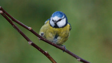 Eurasian Blue Tit