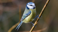 Eurasian Blue Tit