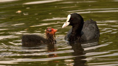 Eurasian Coot feeding a baby