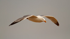 European Herring Gull