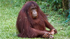 Bornean Orangutan adult female