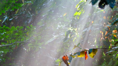 Forest sunlight