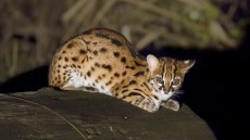 Leopard Cat