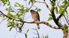 Chinese Sparrowhawk