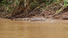 Salt water Crocodile