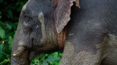 Borneo Pygmy Elephant