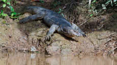 Water Monitor Lizard