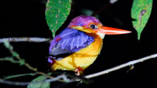 Oriental Dwarf Kingfisher