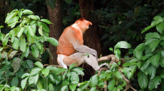 Proboscis Monkey
