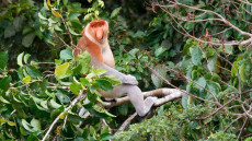 Proboscis Monkey