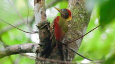 Crimson-winged Woodpecker adult female