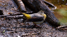 Grey Wagtail adult female