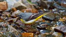 Grey Wagtail adult male