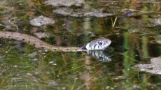 European Grass Snake