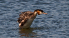 Great Crested Grebe adult