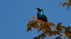Miombo Lesser Blue-eared Starling